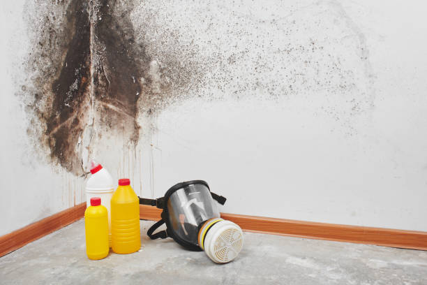 Best Black Mold Remediation in Salem Lakes, WI