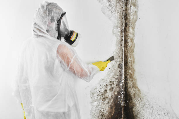 Professional Mold Remediation in Salem Lakes, WI