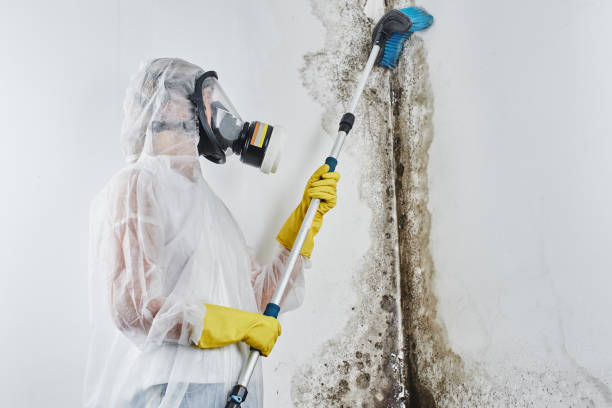Best Post-Flood Mold Remediation in Salem Lakes, WI