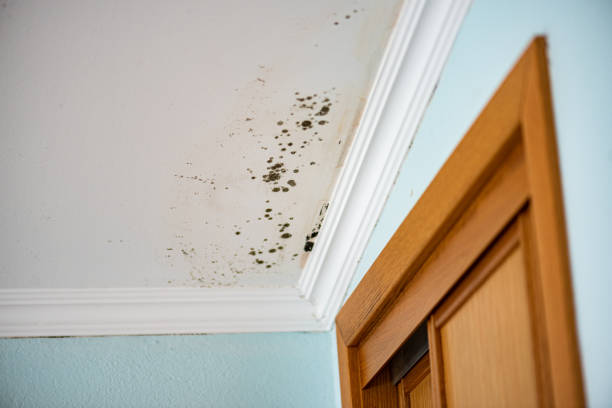 Best HVAC Mold Remediation in Salem Lakes, WI