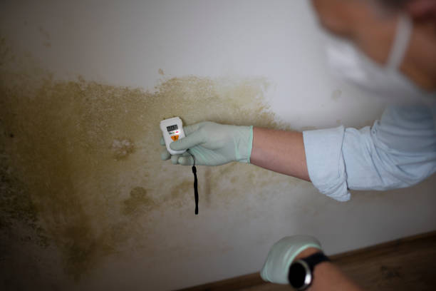 Best White Mold Remediation in Salem Lakes, WI