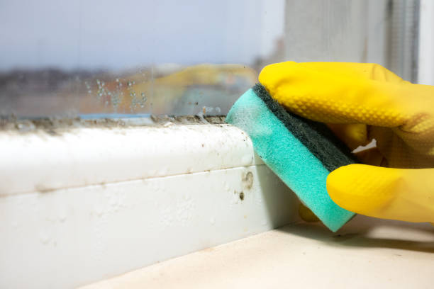 Best Attic Mold Remediation in Salem Lakes, WI