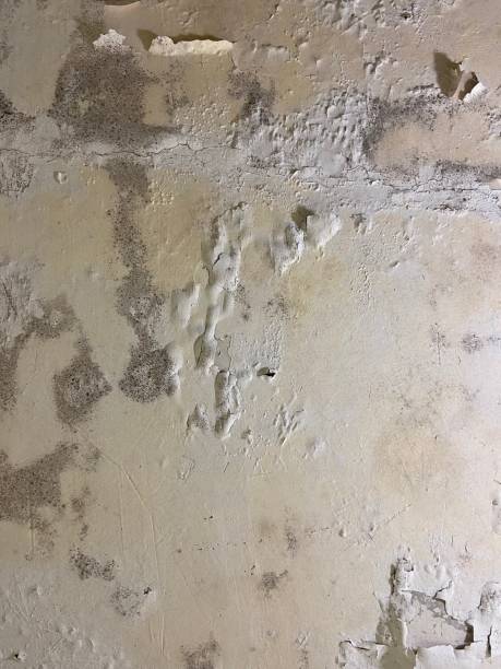 Best Residential Mold Remediation in Salem Lakes, WI