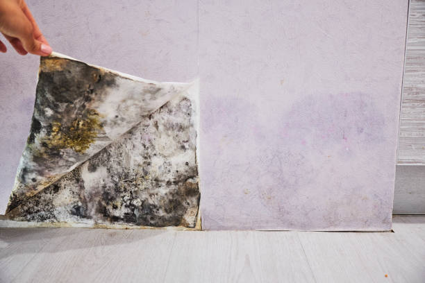 Best Mold Testing and Inspection Services in Salem Lakes, WI